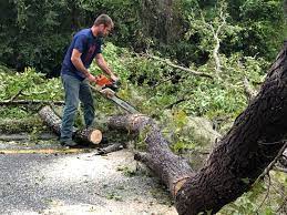 How Our Tree Care Process Works  in  Emory, VA